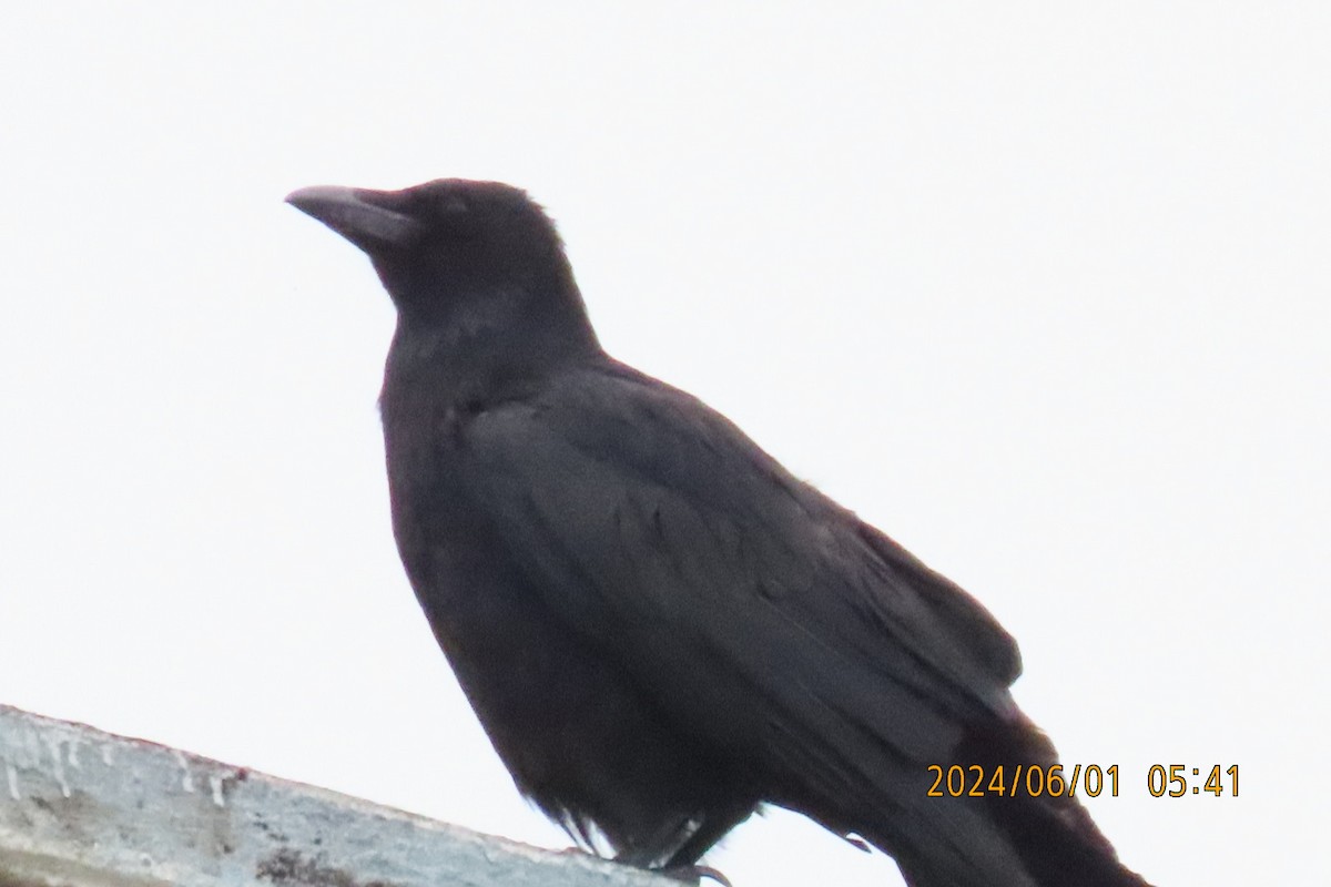 Carrion Crow - ML619994799