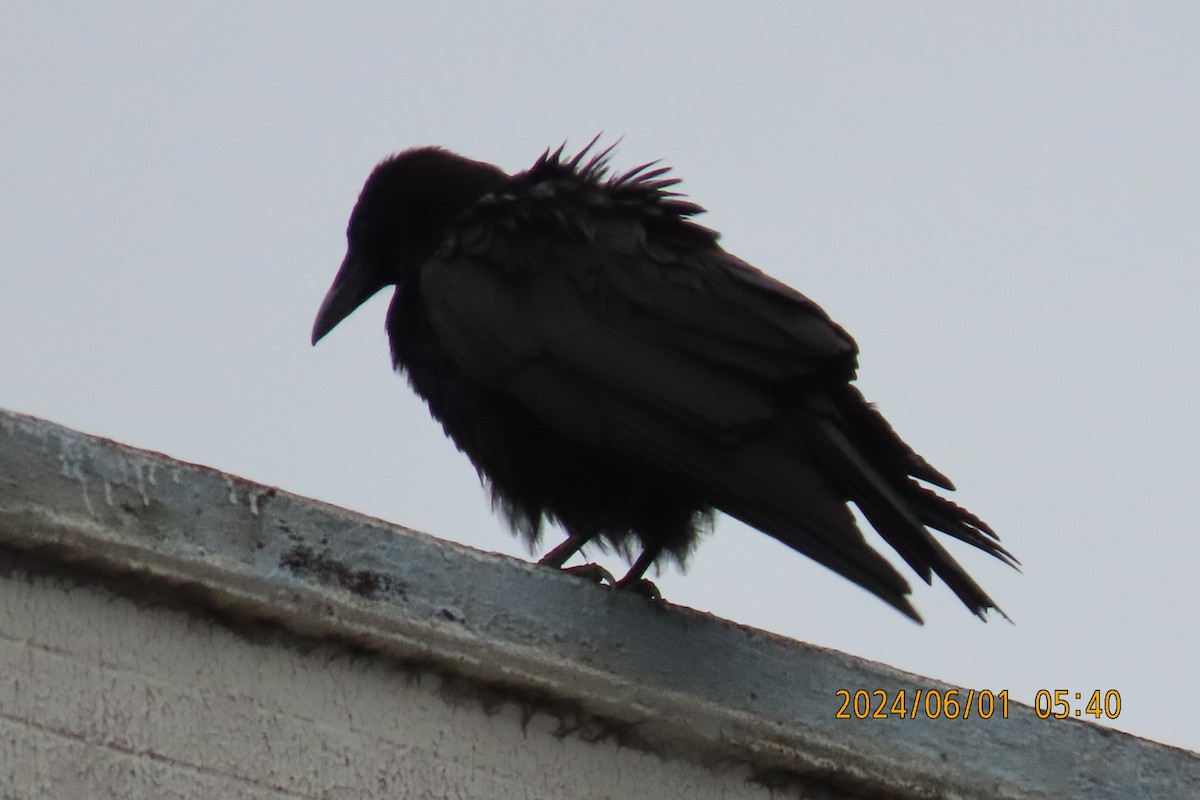 Carrion Crow - ML619994801