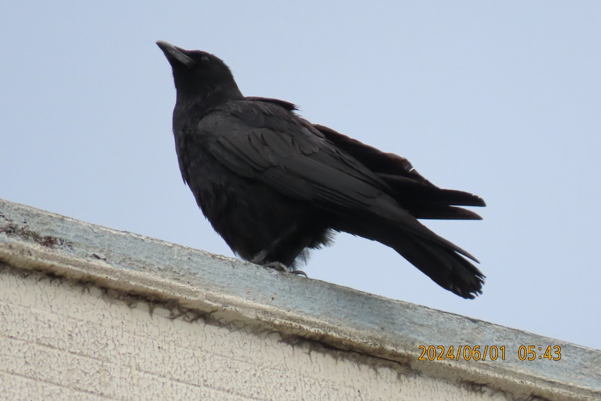 Carrion Crow - ML619994803