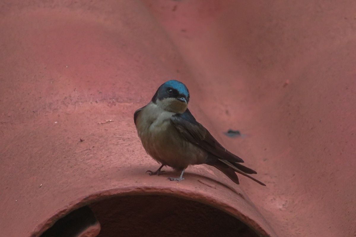 Brown-bellied Swallow - ML619994807
