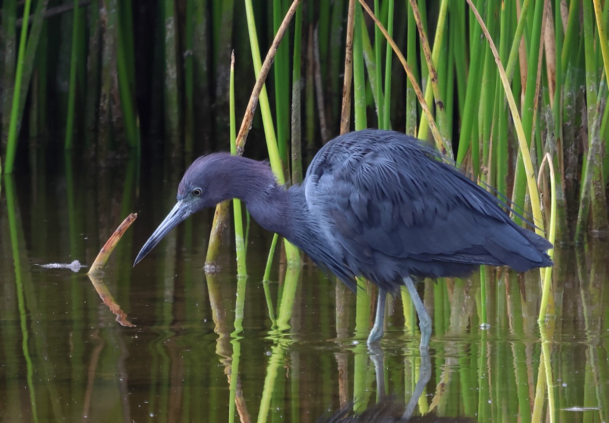 Little Blue Heron - ML619994823