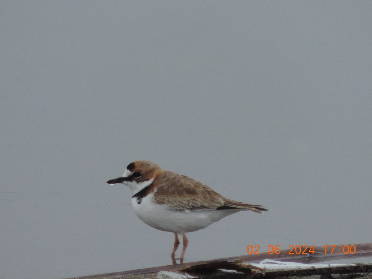 Collared Plover - ML619994841