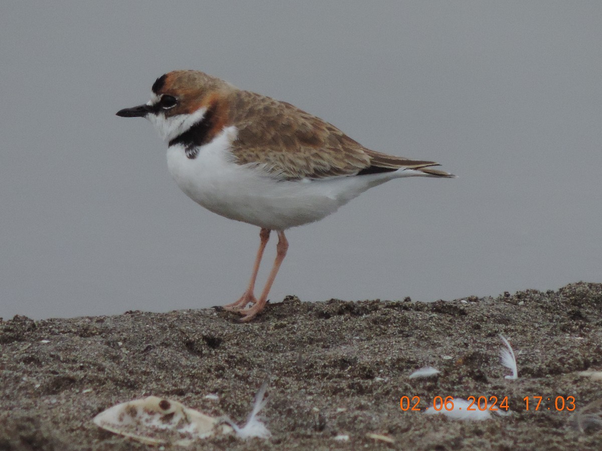 Collared Plover - ML619994845