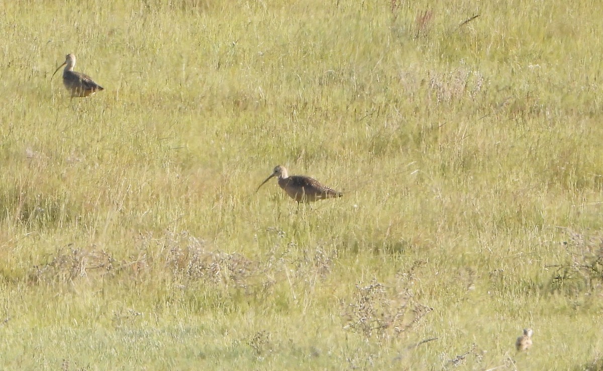 Long-billed Curlew - ML619994864