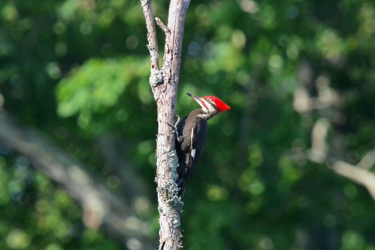 Pileated Woodpecker - ML619994866