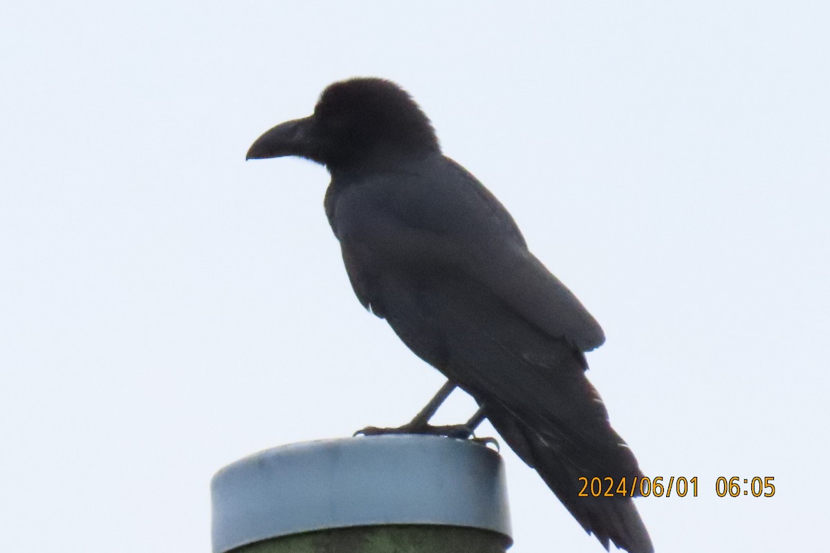 Large-billed Crow - ML619994873