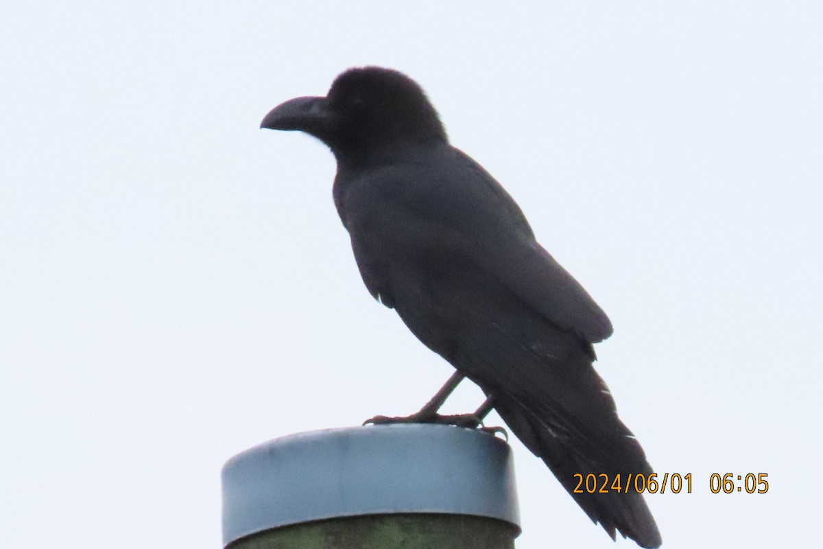 Large-billed Crow - ML619994875