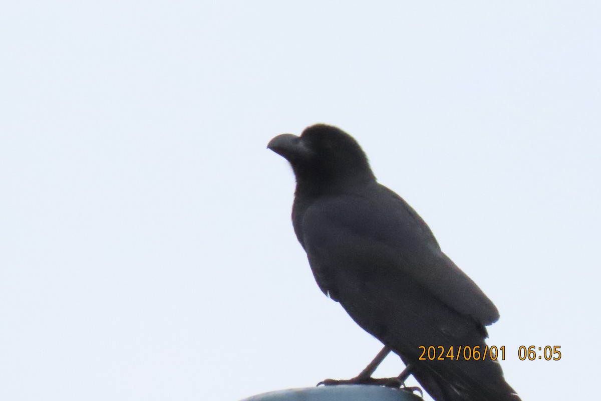 Large-billed Crow - ML619994876