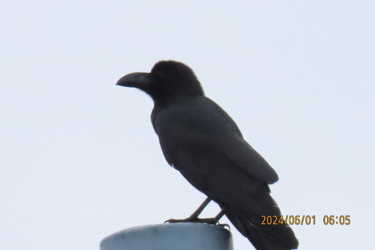 Large-billed Crow - ML619994878