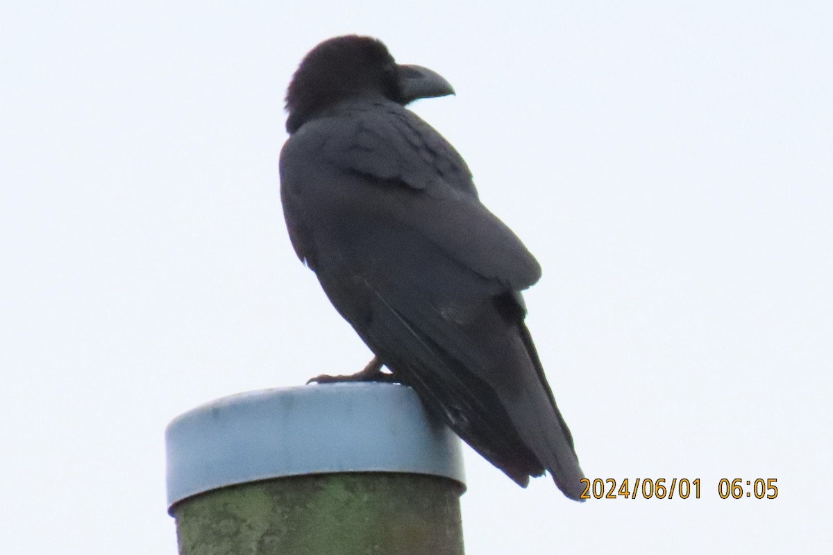 Large-billed Crow - ML619994879