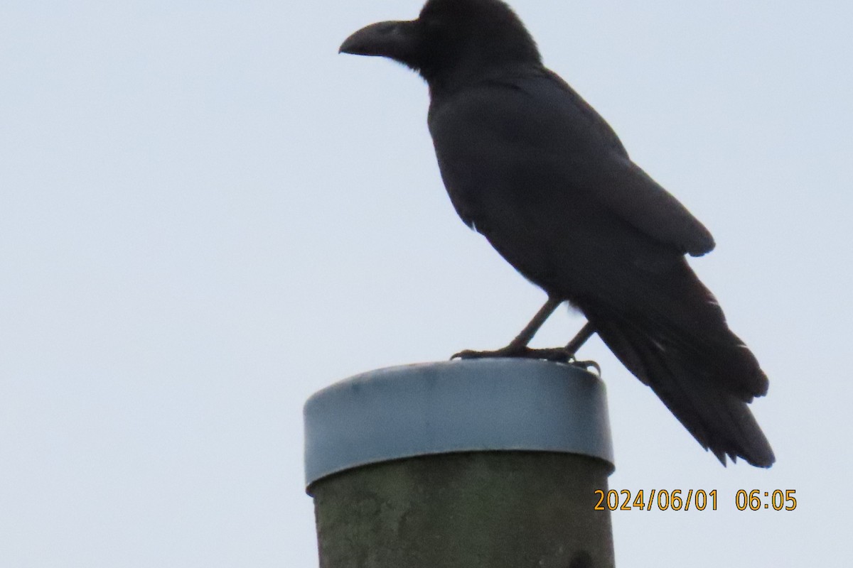 Large-billed Crow - ML619994881