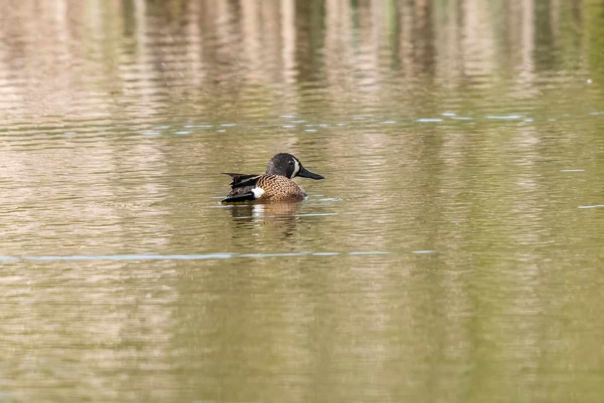 Blue-winged Teal - ML619994883