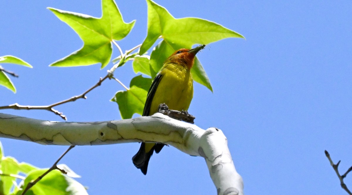 Western Tanager - ML619994890