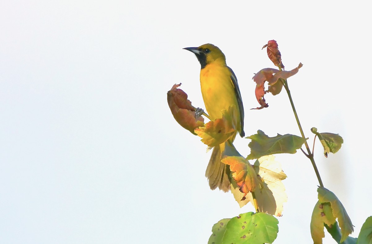 Orchard Oriole - ML619994892