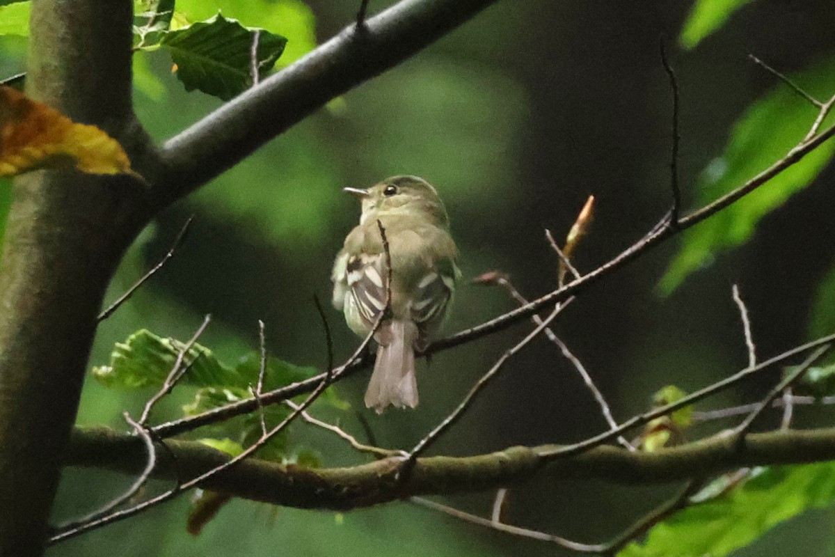 Acadian Flycatcher - ML619994905