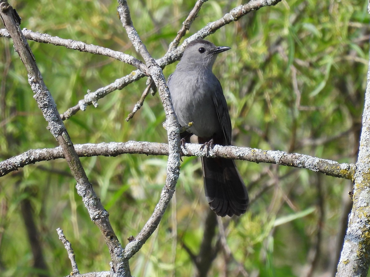 Pájaro Gato Gris - ML619994909