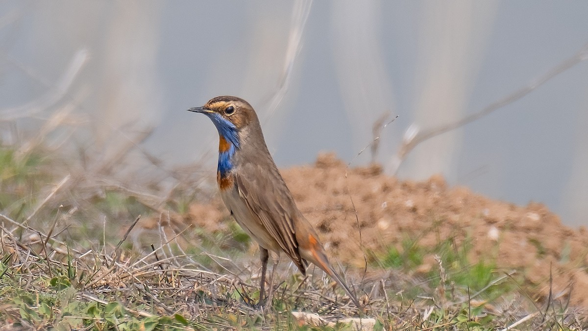 Bluethroat - ML619994917