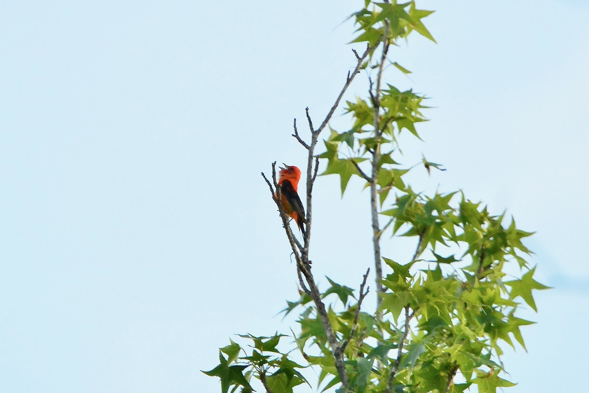 Scarlet Tanager - ML619994920