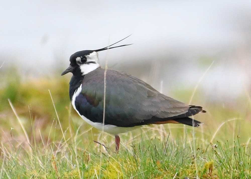 Northern Lapwing - ML619994927