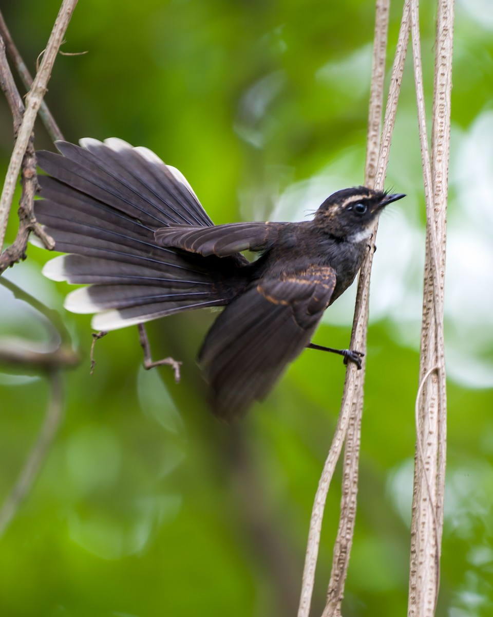 White-throated Fantail - ML619994934