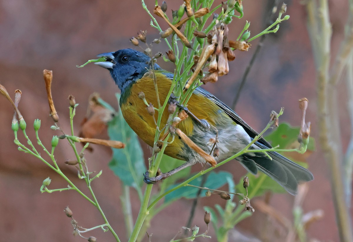 Peruvian Sierra Finch - ML619994939