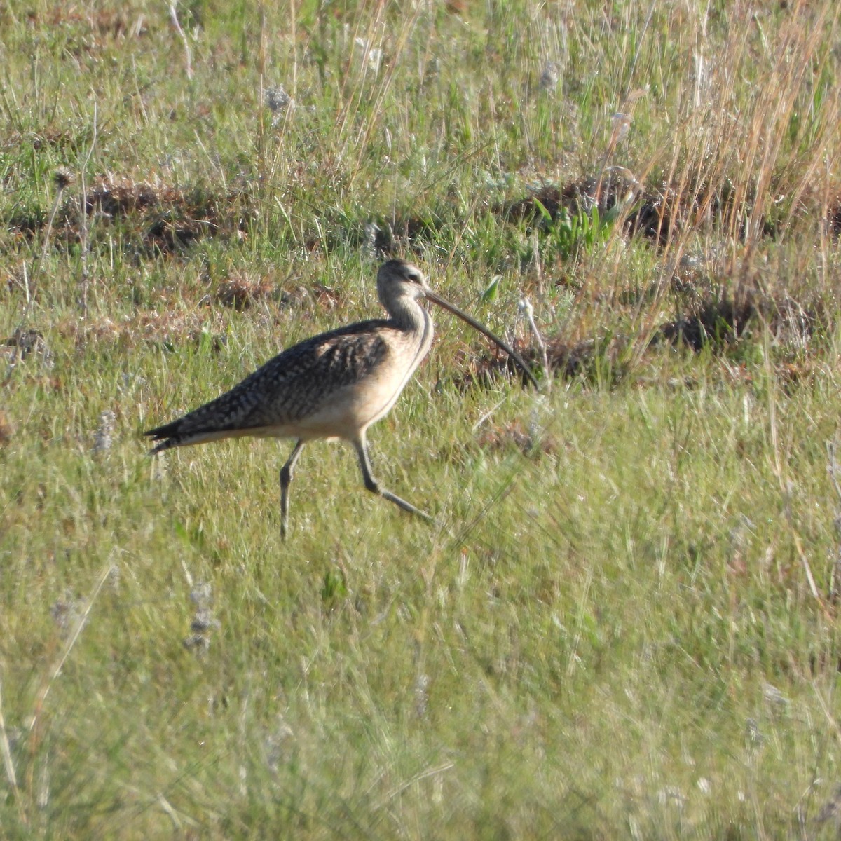 Rostbrachvogel - ML619994944