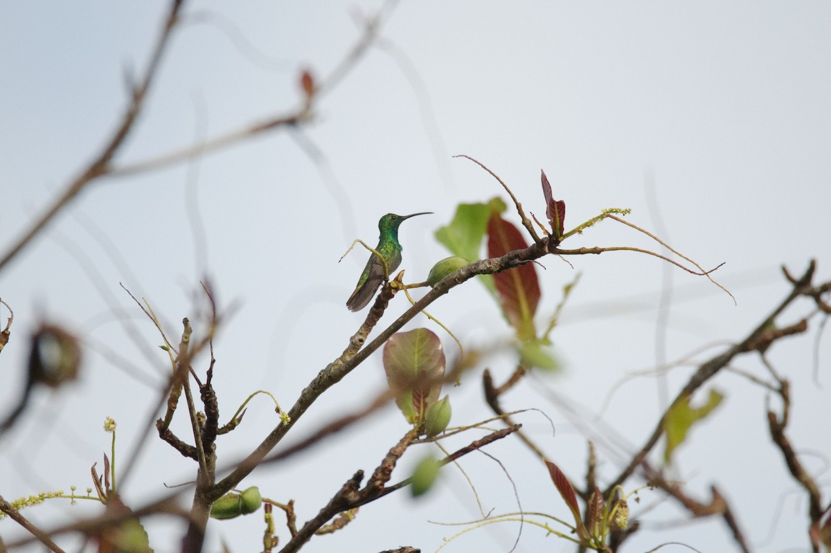 kolibřík lesklý - ML619994946