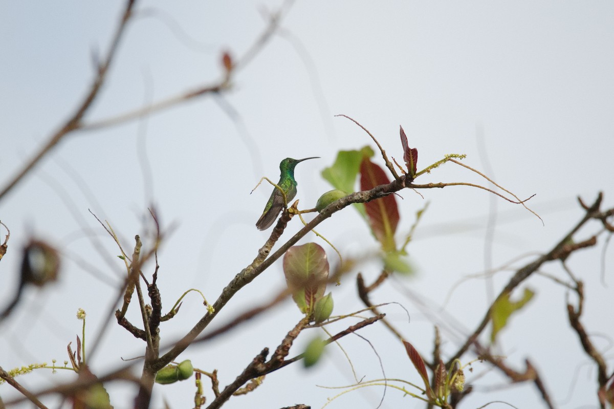 Green-breasted Mango - ML619994946