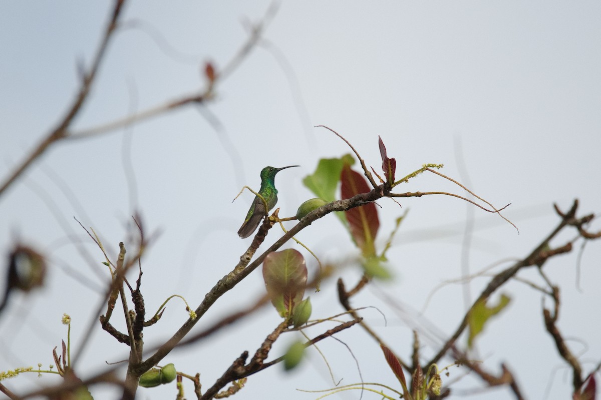 Green-breasted Mango - ML619994947