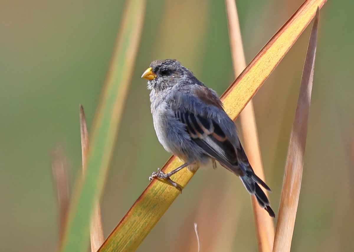 Band-tailed Seedeater - Ad Konings