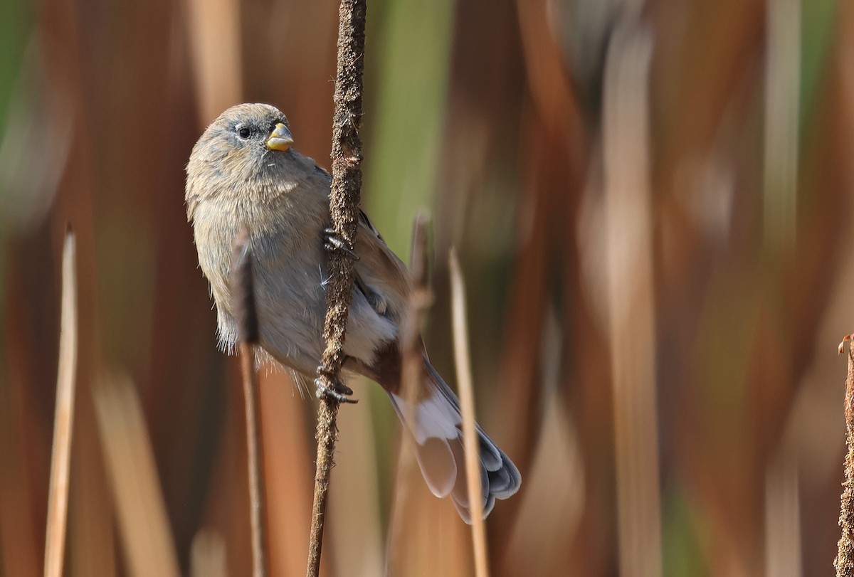 Band-tailed Seedeater - ML619994952