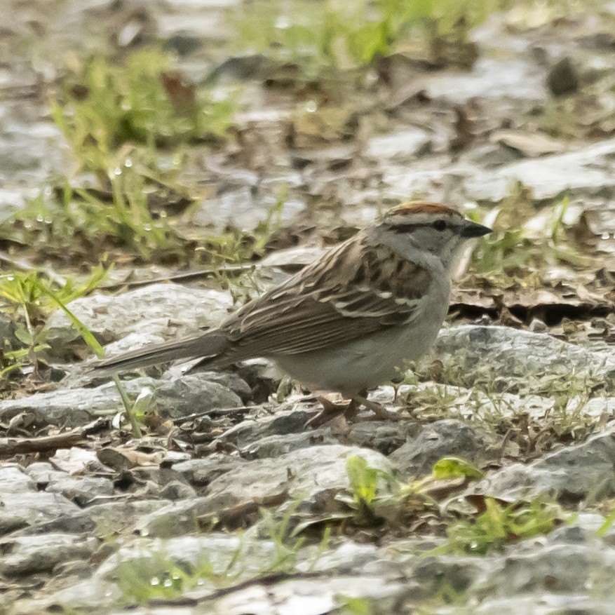 Chipping Sparrow - ML619994965
