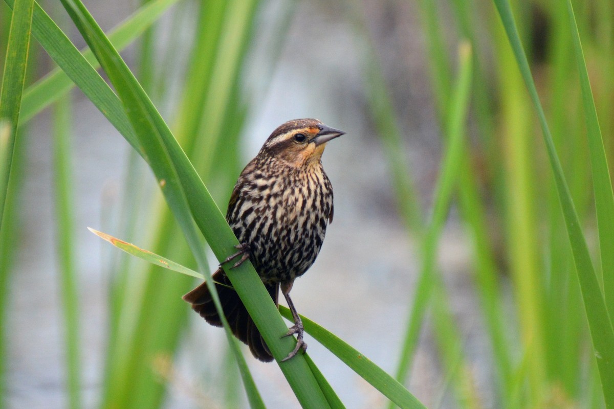 Red-winged Blackbird - ML619994990