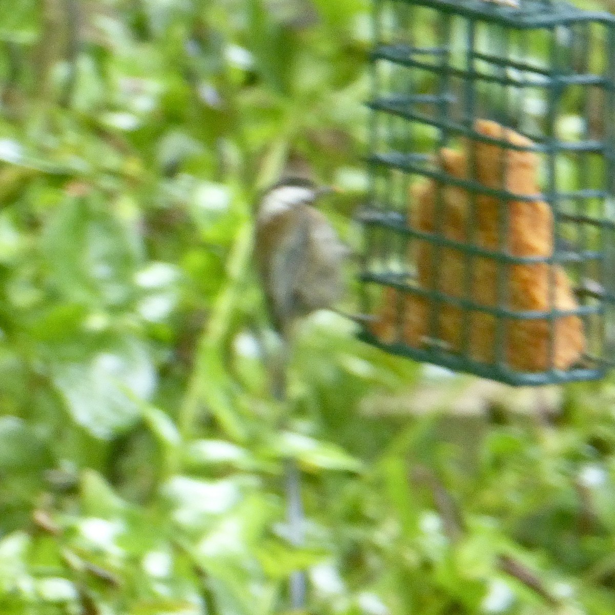 Chestnut-backed Chickadee - ML619994995