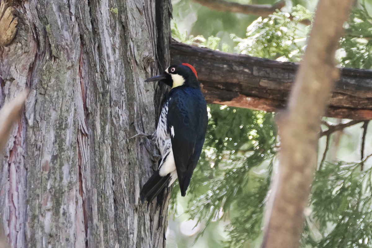 Acorn Woodpecker - ML619994997