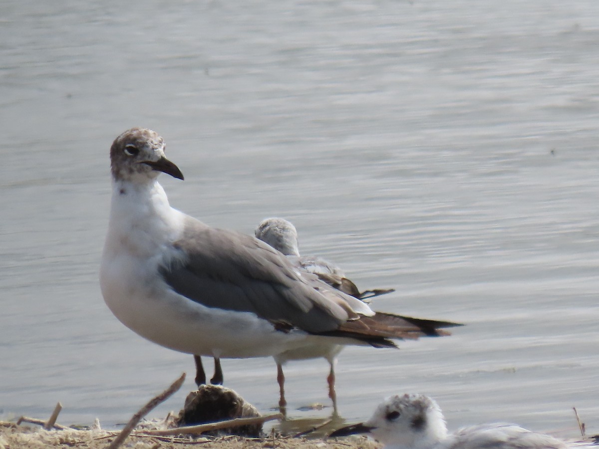 Laughing Gull - ML619995001