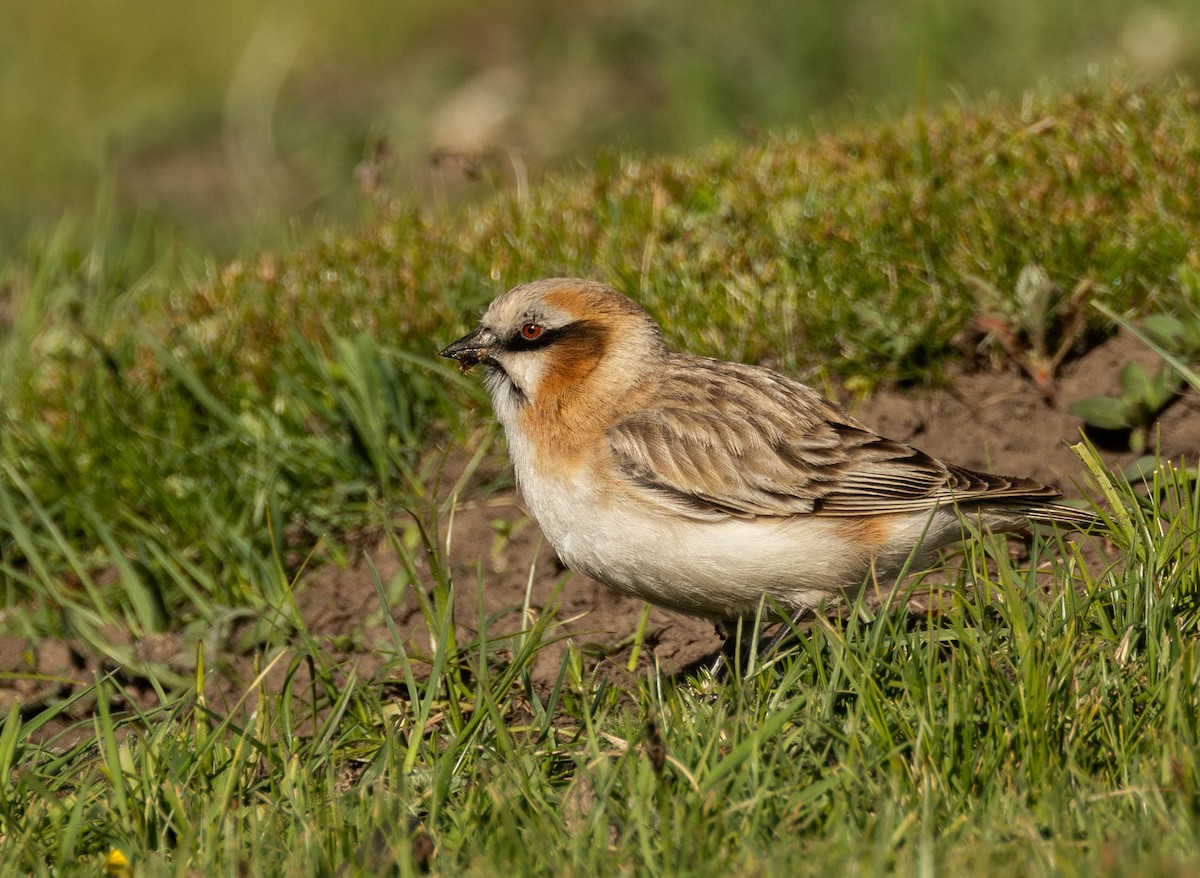 Rufous-necked Snowfinch - ML619995009