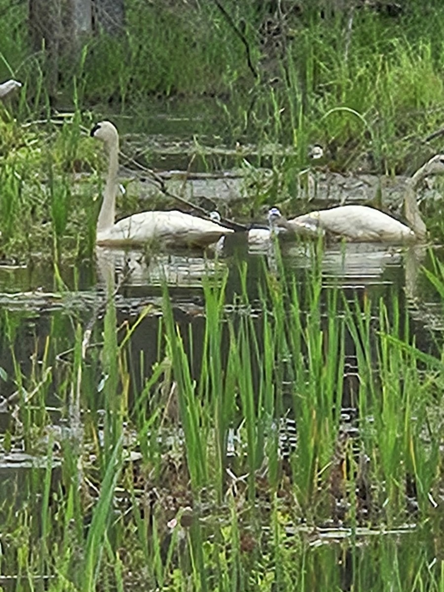 Cygne trompette - ML619995010