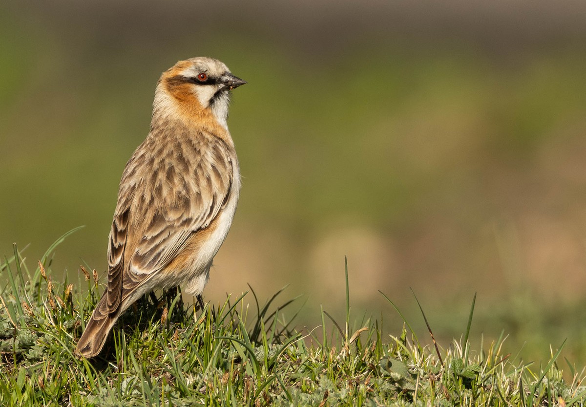 Rufous-necked Snowfinch - ML619995011