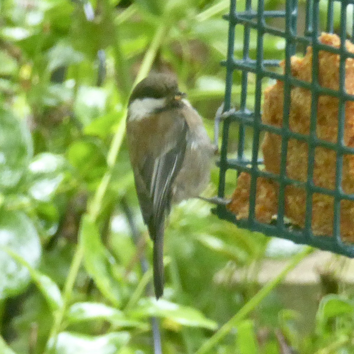 Chestnut-backed Chickadee - ML619995056