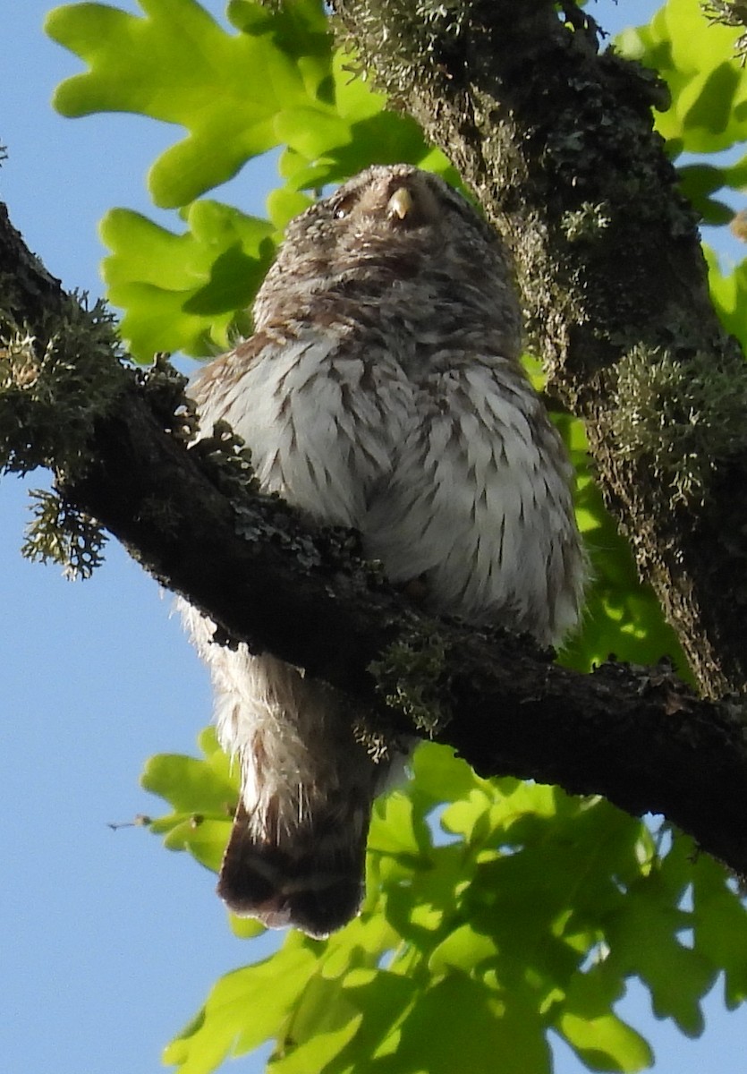 Eurasian Pygmy-Owl - ML619995058