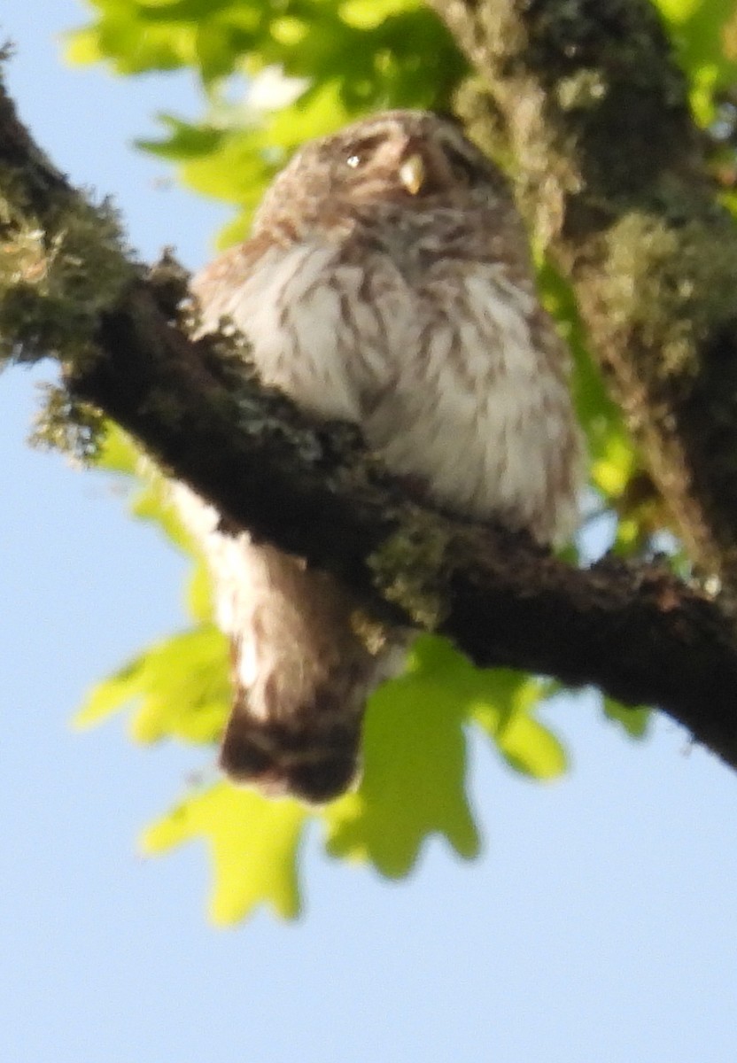 Eurasian Pygmy-Owl - ML619995060