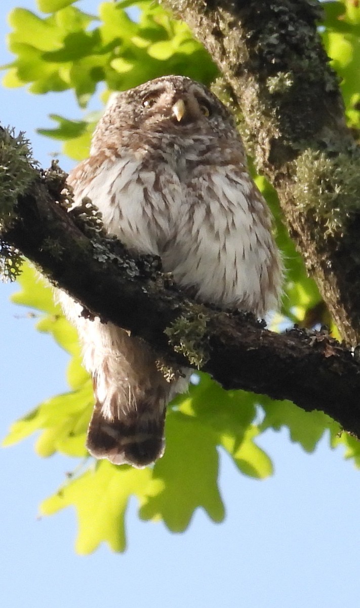 Eurasian Pygmy-Owl - ML619995063