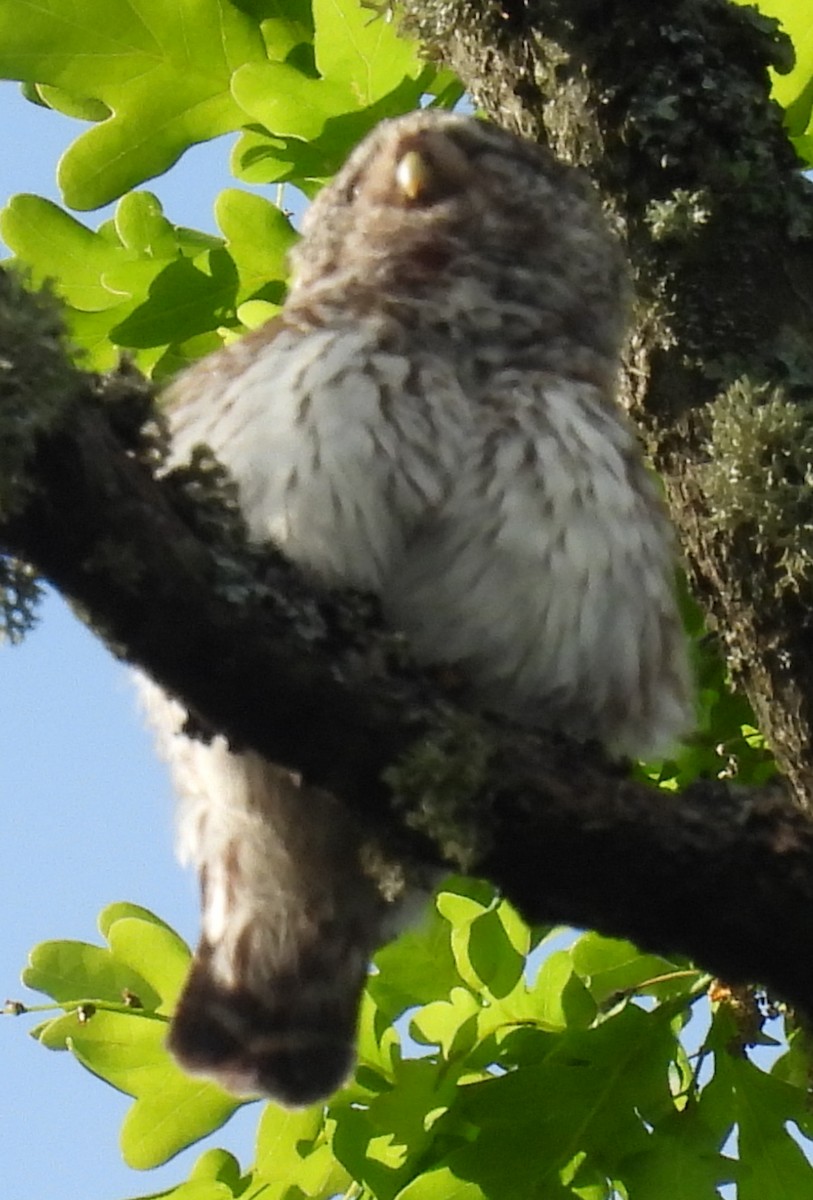 Eurasian Pygmy-Owl - ML619995064