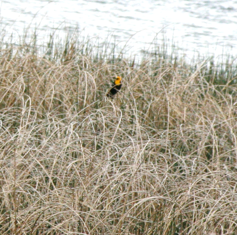 Yellow-headed Blackbird - ML619995067