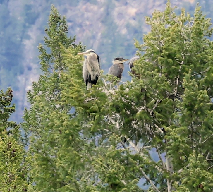 Great Blue Heron - ML619995084