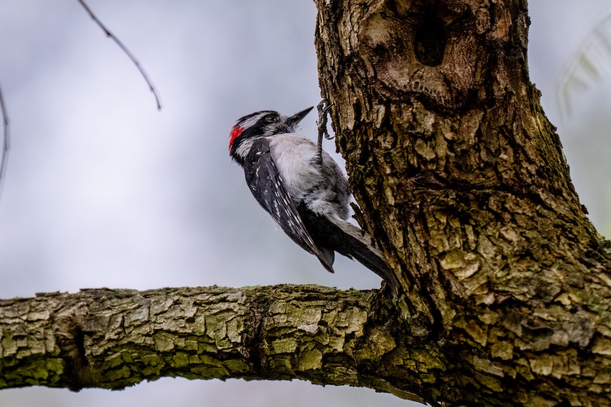 Downy Woodpecker - ML619995086