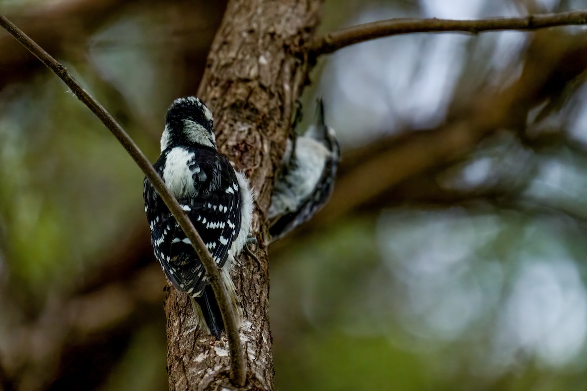 Downy Woodpecker - ML619995087