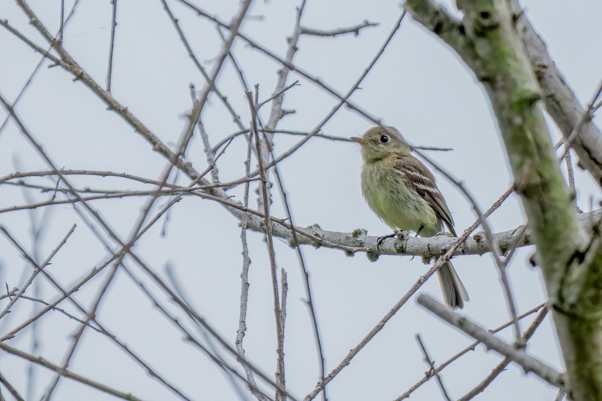 Western Flycatcher - ML619995093