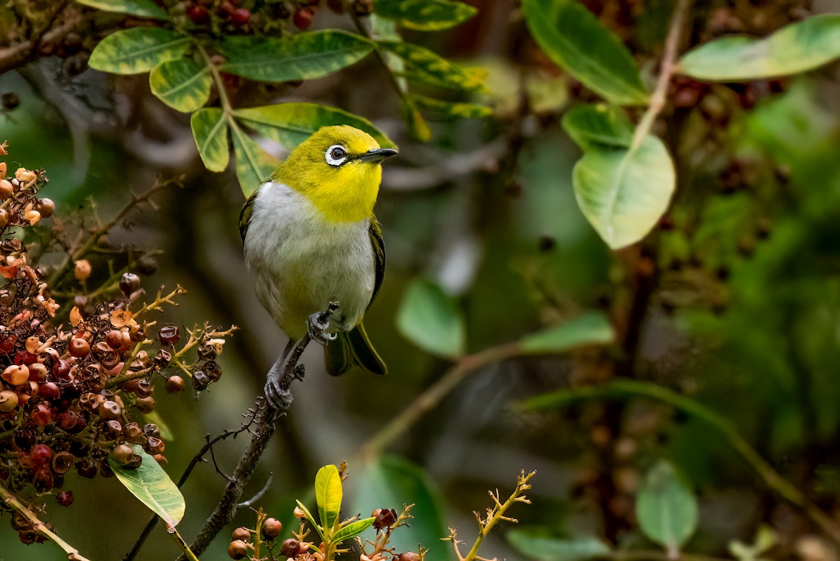 Swinhoe's White-eye - ML619995099